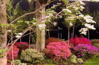 Floraliën 2026